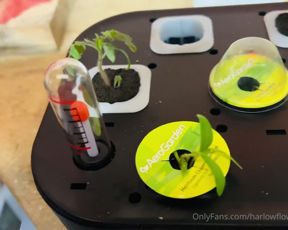 Harlowflowerfootgoddess - Week update Aerogarden week update QYO Happy gardening A (31.10.2022)