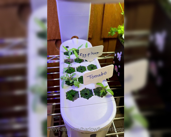 Harlowflowerfootgoddess - Week update Happy gardening mi (18.04.2023)