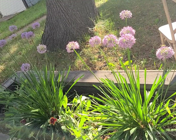 Peachyneko - Bee party in my alliums today !! love seeing so many fuzzy little worker bee friends in my garden 6 (03.08.2020)